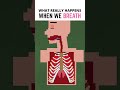 What Really Happens When We Breath?