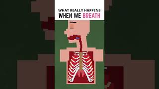 What Really Happens When We Breath?