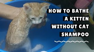 How to bathe a Kitten without Cat Shampoo