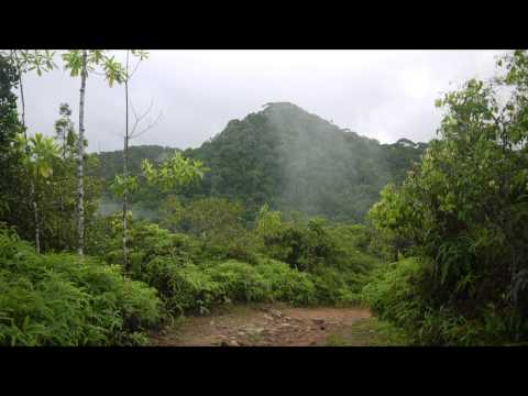 Videos and Photos from my trip to Sinharaja Rainforest in August 2012. Located in south-west Sri Lanka, Sinharaja is the country's last viable area of primar...