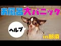 子犬チワワがお風呂で大パニックに！！犬と旅行in那須（part1）