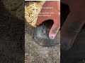 Laminitis treatment Vital pet solutions Lami Cool Mud