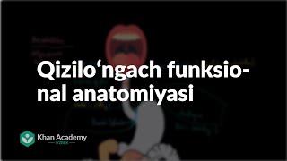 Qiziloʻngach funksional anatomiyasi | Ovqat hazm qilish tizimi | Tibbiyot