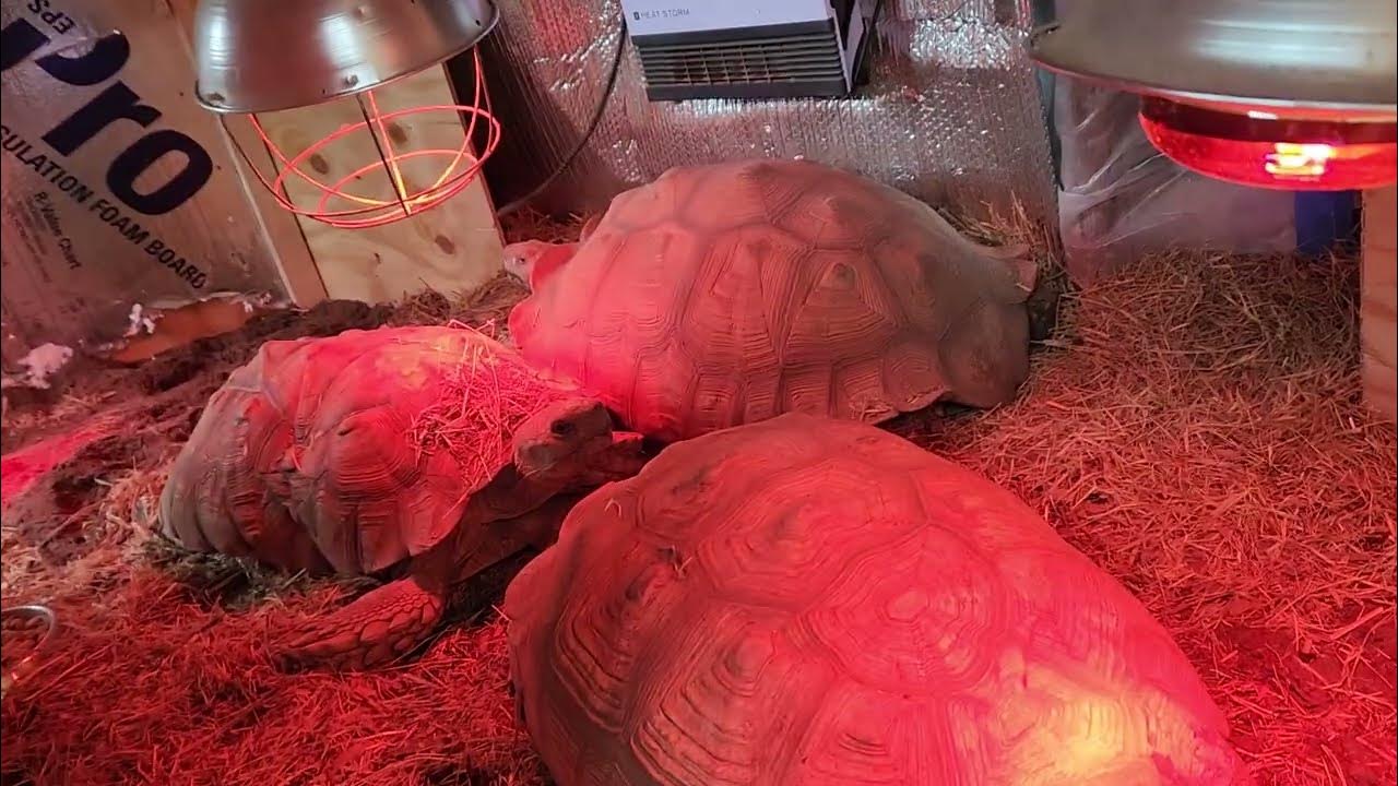 How to build Sulcata tortoises winter pen YouTube