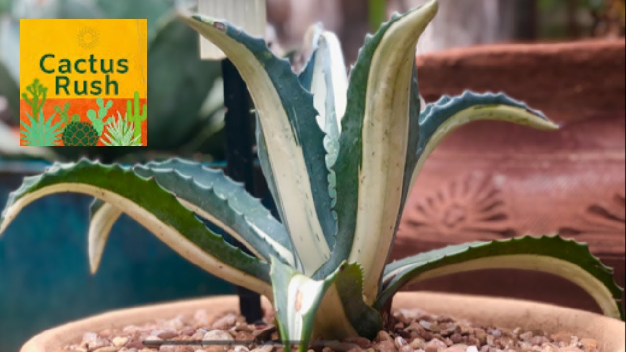 Soil for Cactus and Succulents, with a Recipe that Works Well in my Area, & Trying a New Gritty Mix