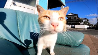 自販機前で猫の集会が行われていたのでそ～っと近づいてみたら一瞬で解散となった