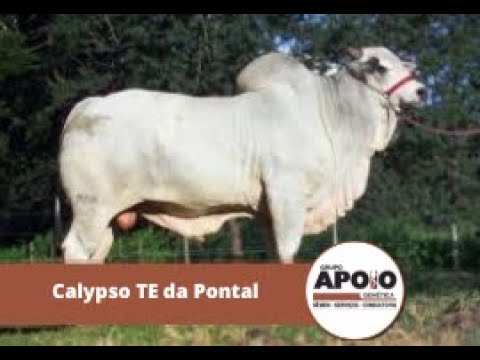 Touro Calypso TE da Pontal - Raça Nelore