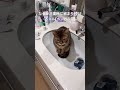 #猫 #ねこ #ネコ #洗面所 #ベンガル #とらねこ #cat