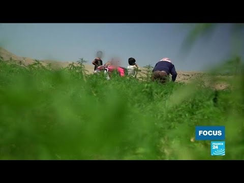 In Lebanon's Beqaa Valley, locals divided over legalisation of medical marijuana