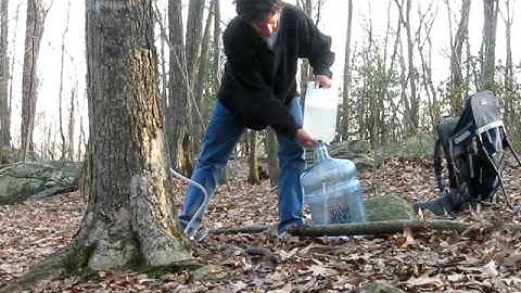 How to Make Maple Syrup - part 2