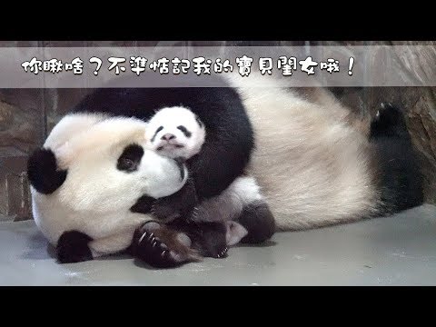 《熊貓早晚安》你瞅啥？不準惦記我的寶貝閨女哦！| iPanda