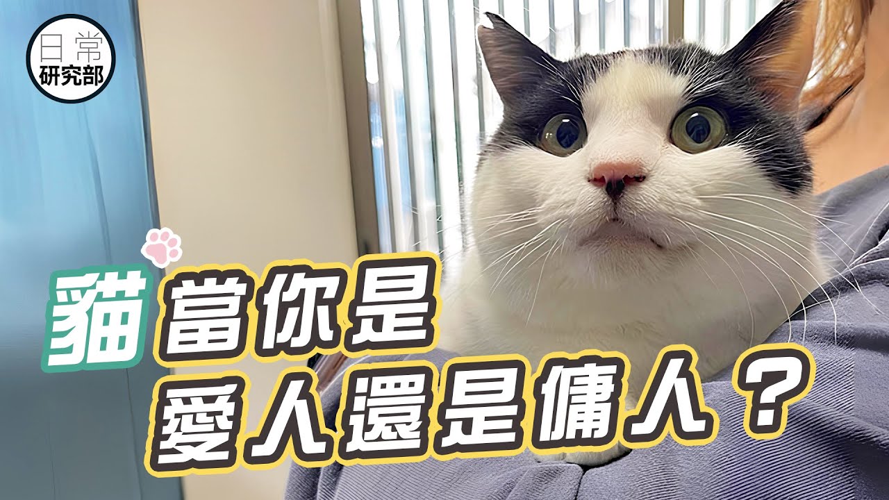 你的貓是真的喜歡你，還是只當你是工具人？