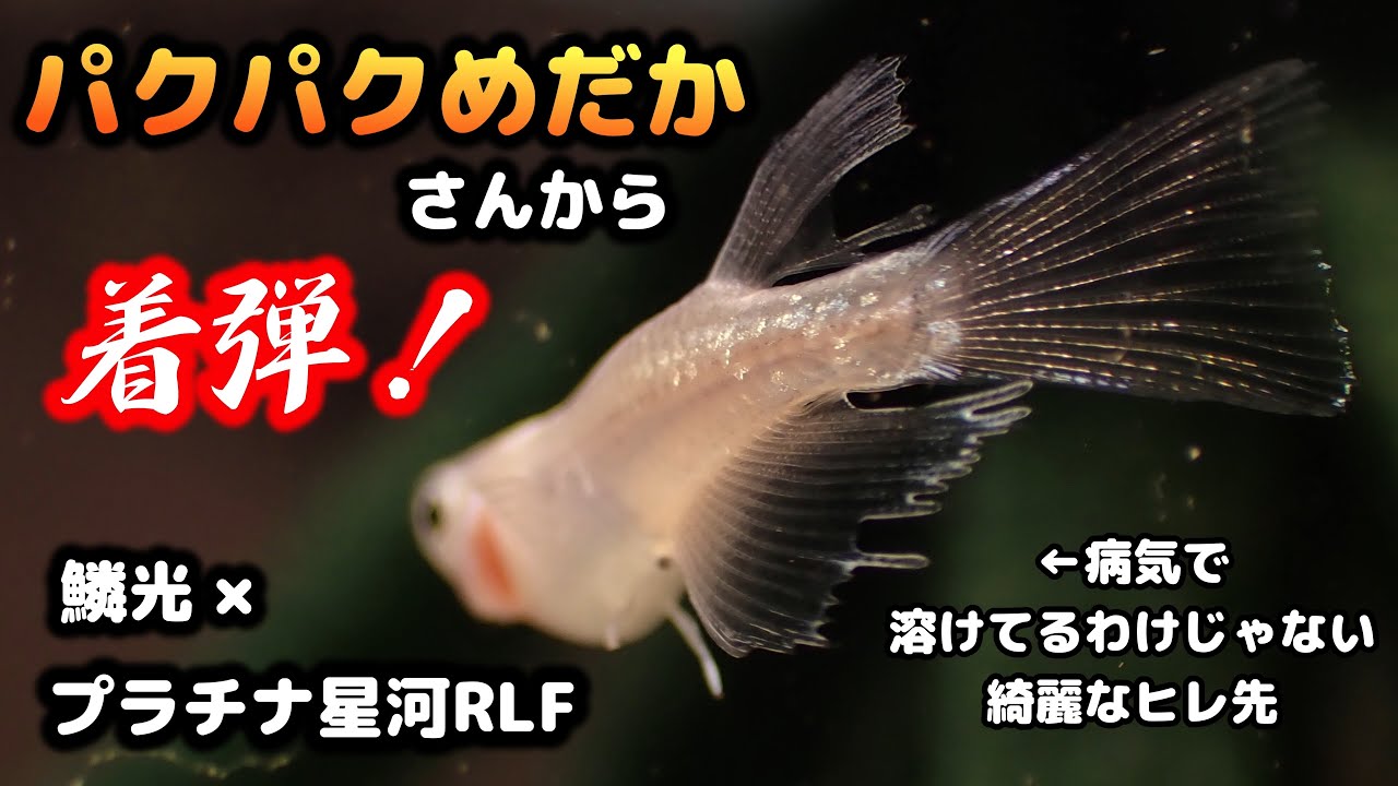 改良メダカ】パクパクめだか さんからリアルロングフィンが着弾！「鱗
