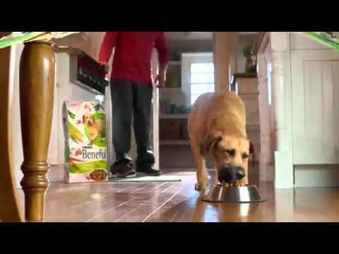 TV Spot - Purina - Beneful Healthy Weight - Time to Play - YouTube