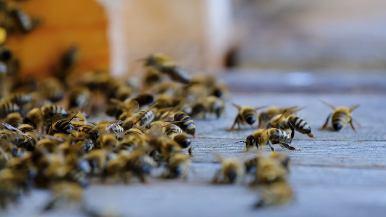 Mortalitatea crescută la albine, cauze și prevenție