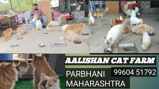 cat kitten for sale in AAlishan cattery (9960451792)