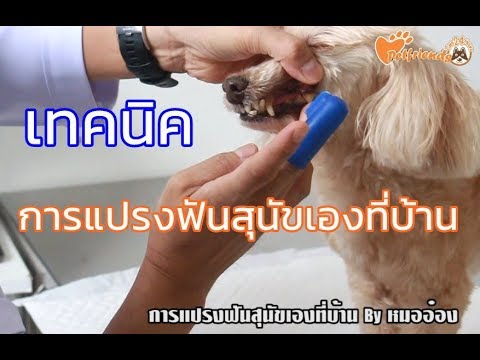 เทคนิคการแปรงฟันสุนัขเองที่บ้าน By หมออ๋อง Petfriends