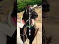 岩手県遠野市｜熱戦・馬力大会で限界に挑む馬たち #shorts