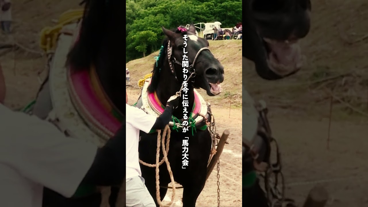 岩手県遠野市｜熱戦・馬力大会で限界に挑む馬たち #shorts