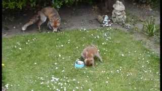 Baby fox cubs feeding May 2013