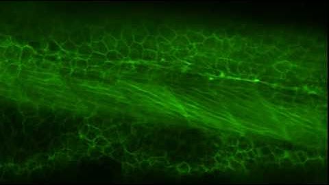 Lateral line neuromast migration