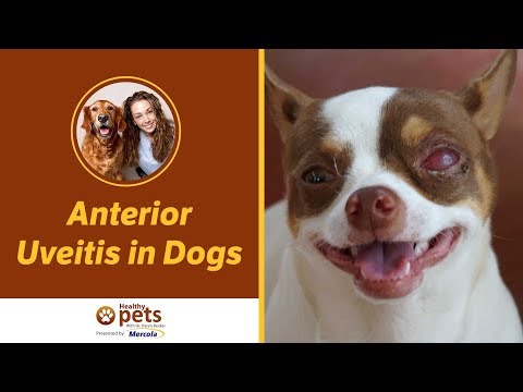 Video: Radang Mata (Uveitis Anterior) Pada Anjing Dog