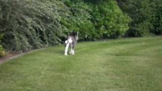 husky video van het Hezehof by Mario 790 views 12 years ago 1 minute, 13 seconds