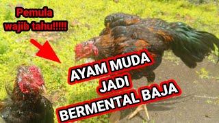 Cara Menguat kan mental ayam muda dan mengembalikan mental ayam yang jatuh mental