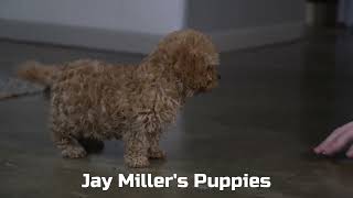 Jay Miller's Cavapoo Puppies by Mt Hope Puppies 17 views 2 days ago 56 seconds