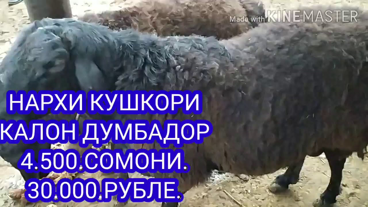 Нархи калин дар точикистон