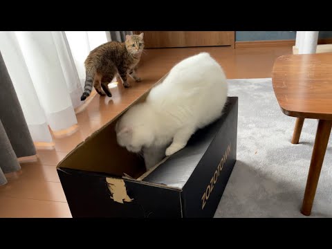 段ボールの罠にはまってしまった猫w