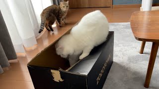 段ボールの罠にはまってしまった猫w