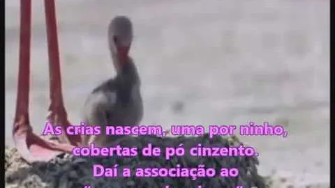 Como os flamingos se locomovem?