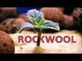 Starting hydro how to germinate and start cannabis  weed seeds with rockwool cubes