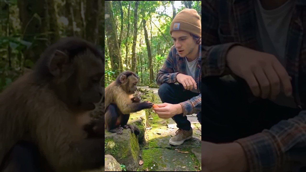 This Monkey’s Reaction to a Simple Carrot Will Melt Your Heart! 🐵🥕 #shorts #shortvideo #monkey
