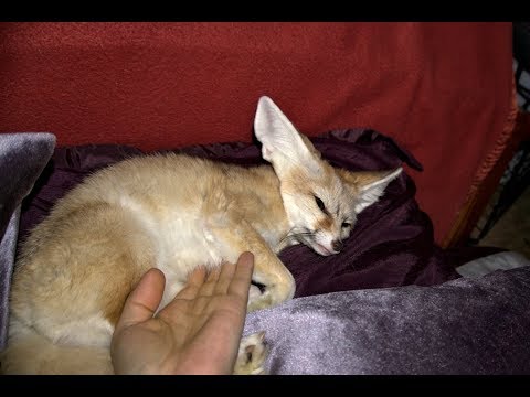 Ikigai the Fennec Fox Getting Chest Rubs