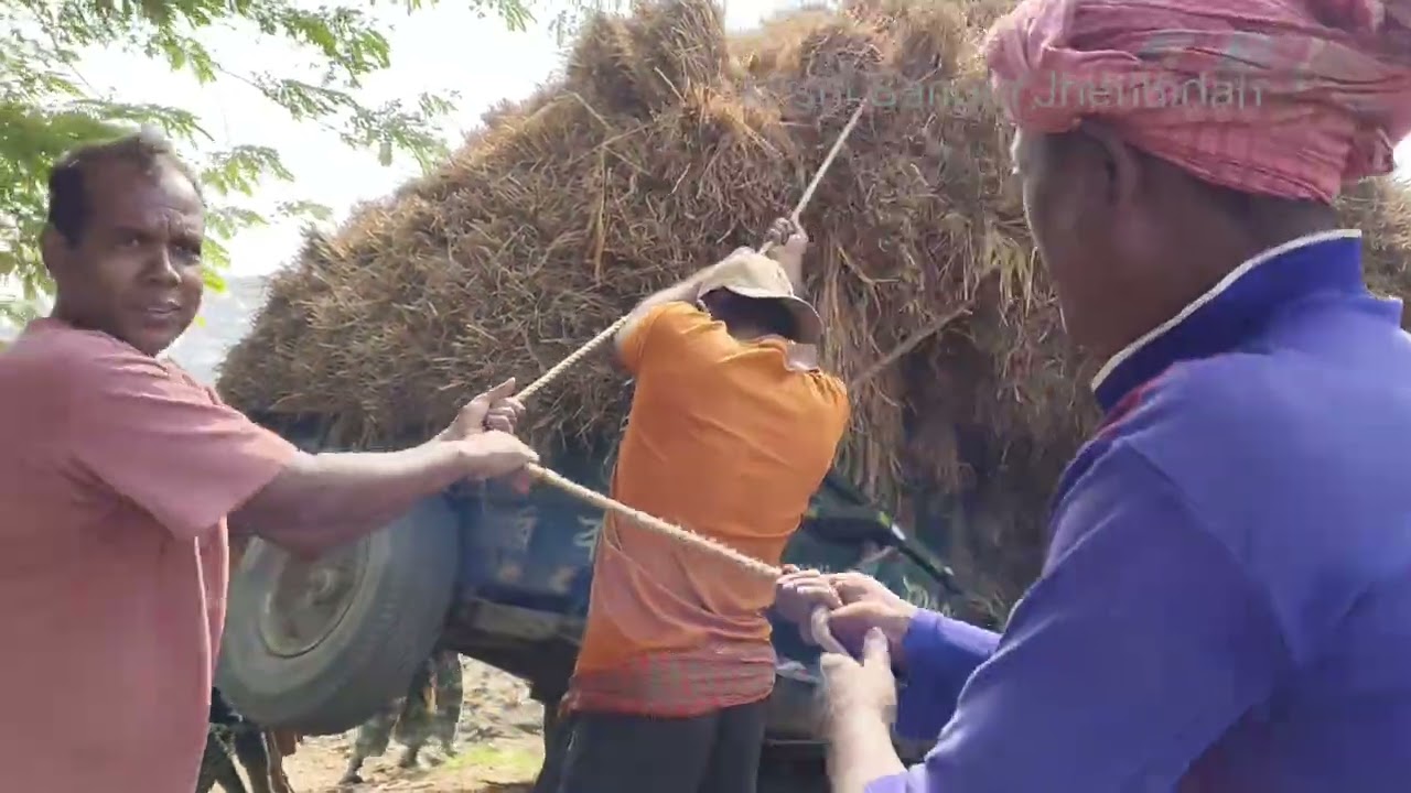 মাঠের রাস্তায় ধান বোঝাই গাড়ি উল্টে গেল—উদ্ধারে হেরো গাড়ি।