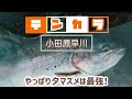 【小田原早川】やっぱり夕マヅメは最強!