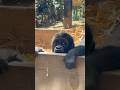 Baby gorilla SANTARO looking at the visitors 🦍 Kyoto City Zoo