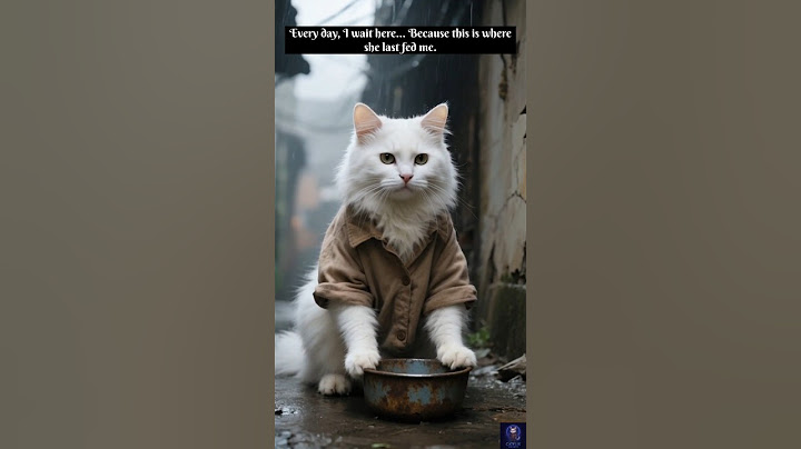 A Bowl Full of Rain - The Saddest Cat Story Ever Told#shorts#trending#viral#cats##ai#emotionalshorts