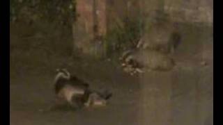 Itchy badger