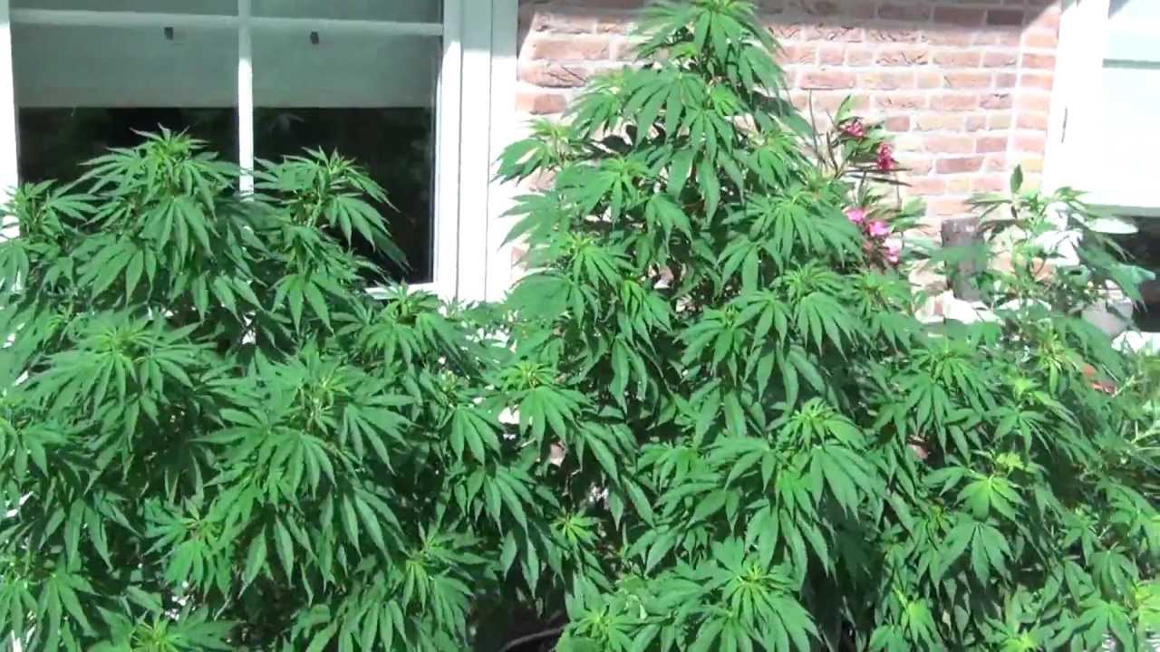 White Widow Outdoor grow Holland