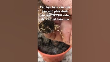 Cách giâm cành hoa giấy #bonsai #caytrongnha #caycanhtuandiep #caycanh