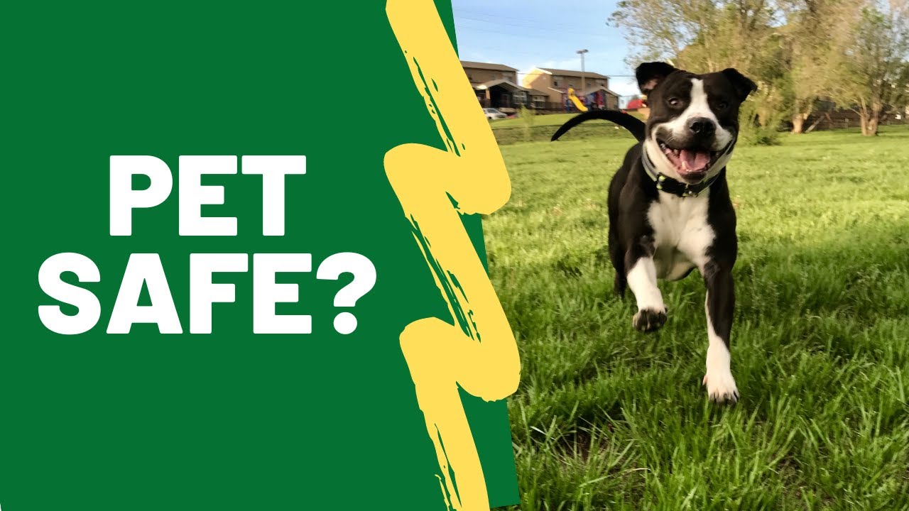 Protecting Your Pets Lawn Care Safety Tips from Erbert Lawns in Denver