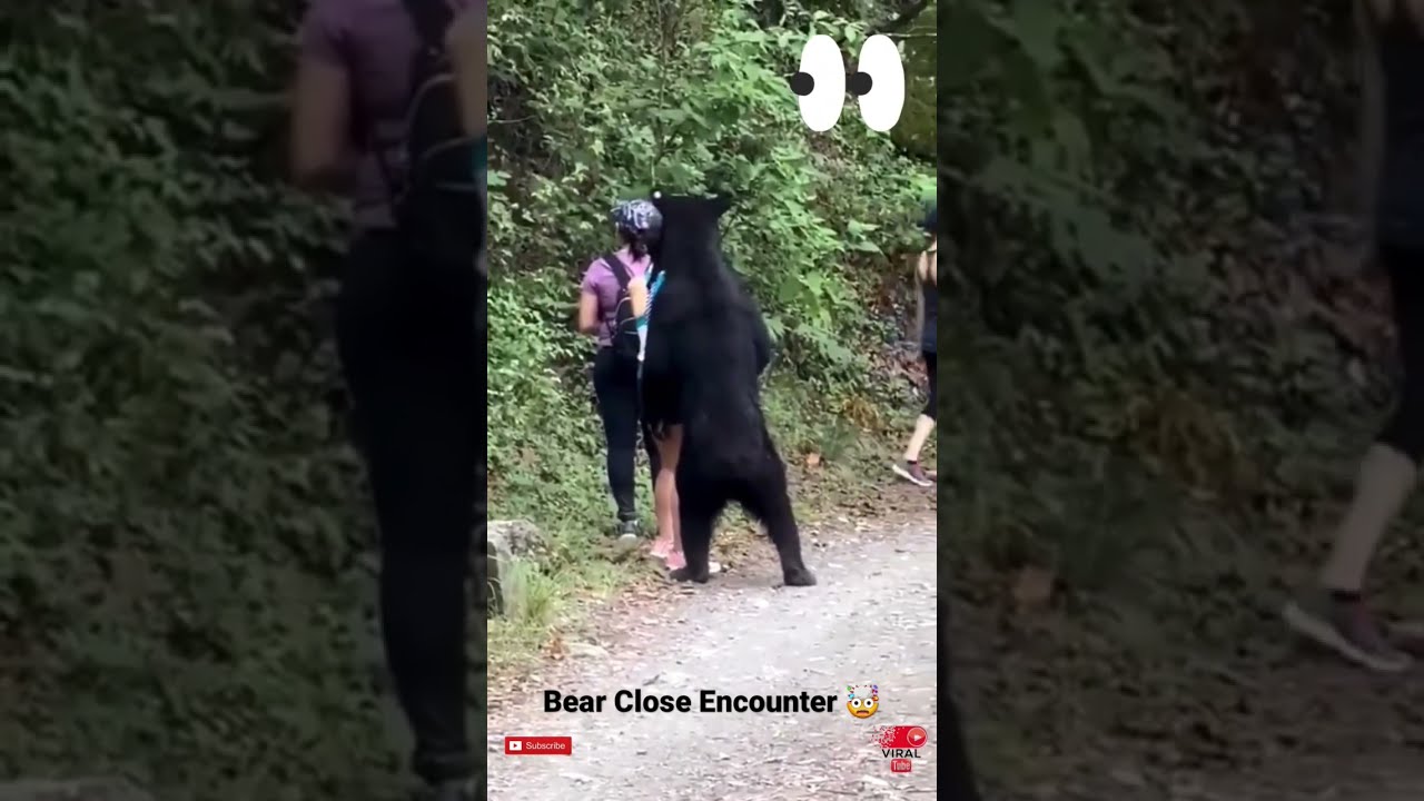 Unforgettable Close Encounter Bear With A Group Of Young Women Wildanimals Arikomban