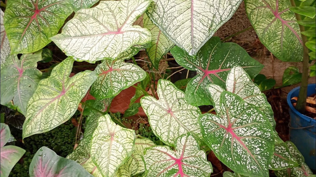 Flores e folhagens do meu jardim, fáceis de cultivar. #plantas #jardim #flores