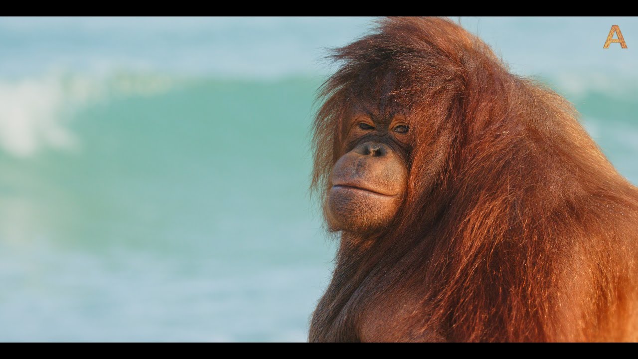 Animalia's Orangutans relax at the beach