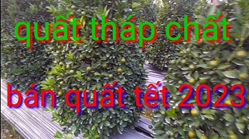 Quất cảnh tết 2023 quất dáng tháp thông cây chất, phục vụ quất cảnh tết năm 2023, giá quất tại vườn