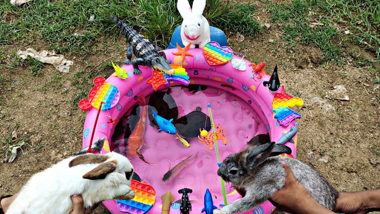 Find cute rabbits, cute chicks, turtles, fishing for ornamental fish ...