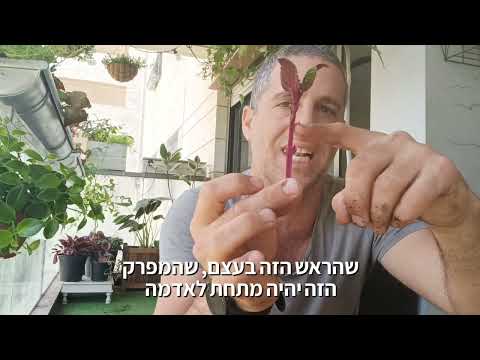 קולאוס - טיפים לגידול, השרשה וייחורים, טיפול בכנימה קמחית